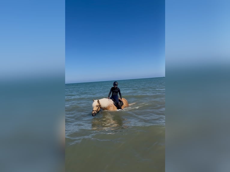 PRE Mix Stallone 6 Anni 163 cm Palomino in Els Poblets