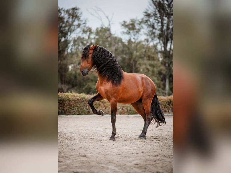 PRE Stallone 6 Anni 164 cm Baio in Gumpoldskirchen