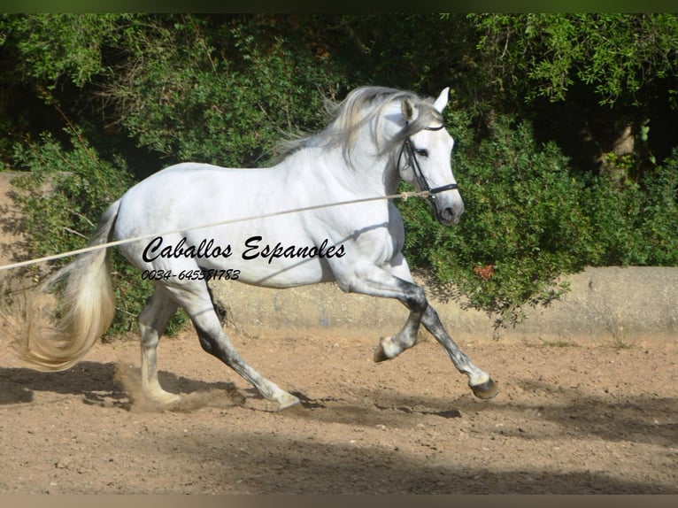 PRE Stallone 6 Anni 164 cm Grigio in Vejer de la Frontera
