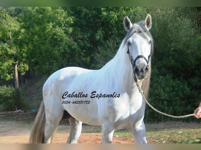 PRE Stallone 6 Anni 164 cm Grigio in Vejer de la Frontera
