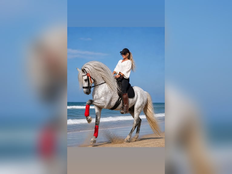 PRE Stallone 6 Anni 164 cm Grigio pezzato in Jerez