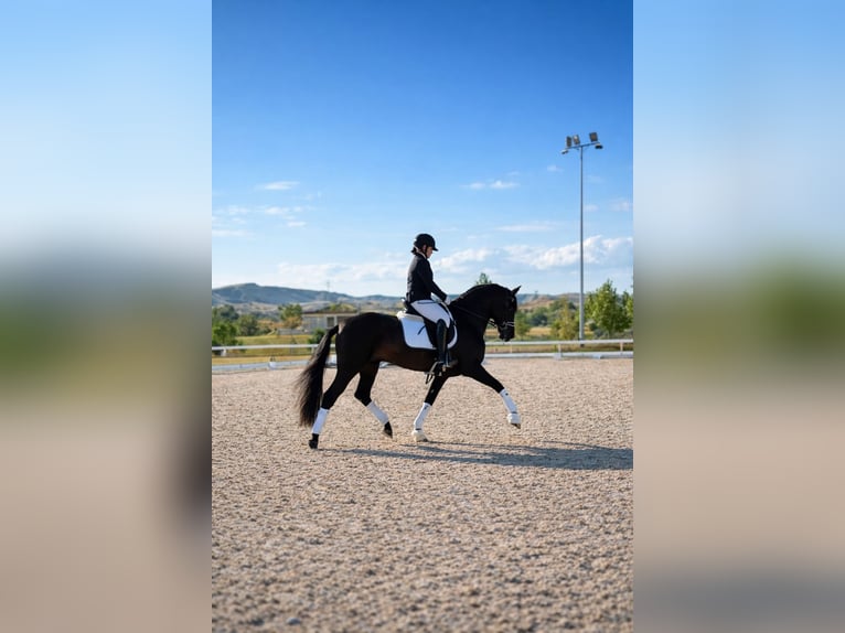 PRE Stallone 6 Anni 165 cm Baio scuro in Camarma De Esteruelas
