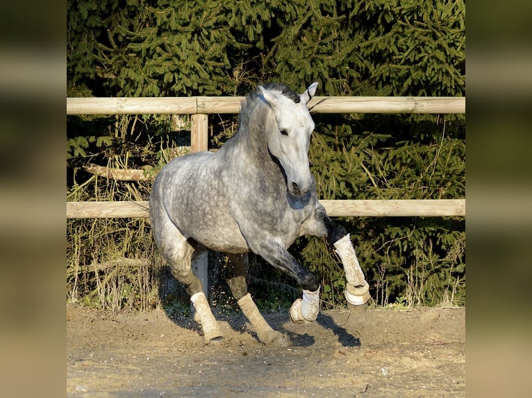 PRE Mix Stallone 6 Anni 165 cm Grigio in N&#xEE;mes