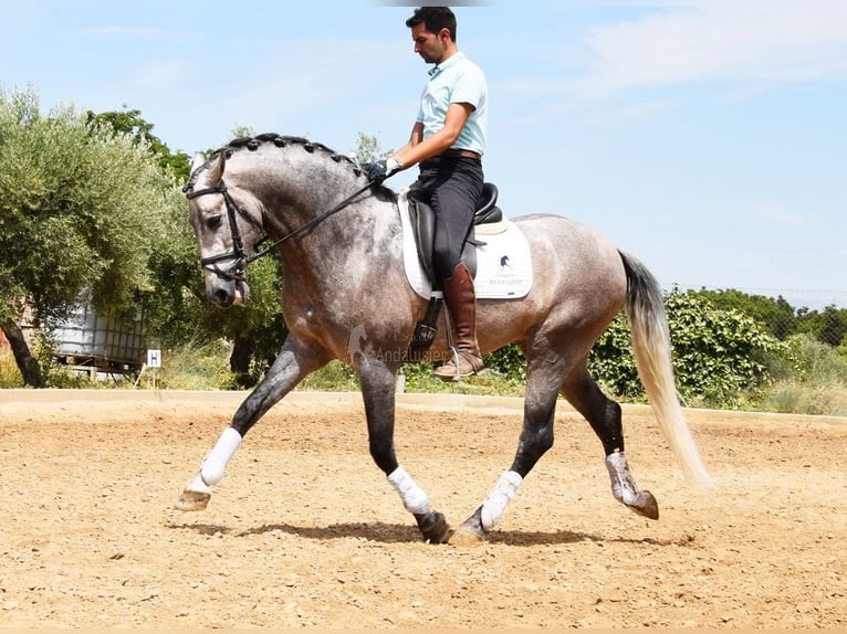 PRE Stallone 6 Anni 166 cm in Provinz Granada