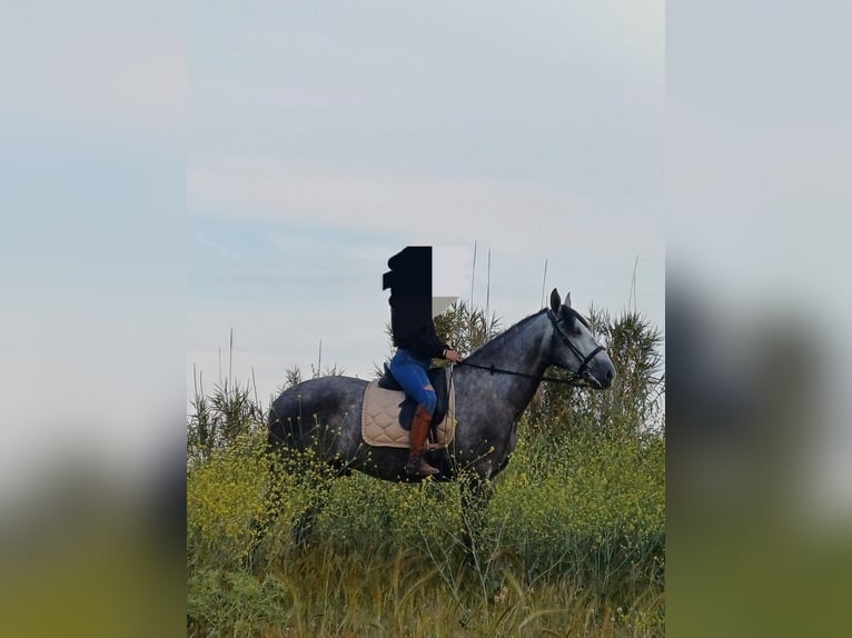 PRE Stallone 6 Anni 166 cm Grigio in Castellon De La Plana/Castello De La Pla