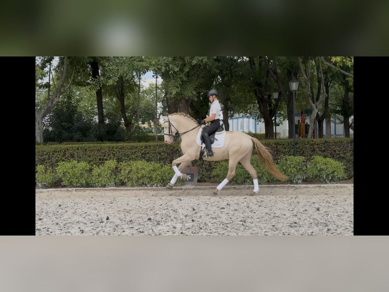 PRE Stallone 6 Anni 166 cm Pearl in Valdeavero