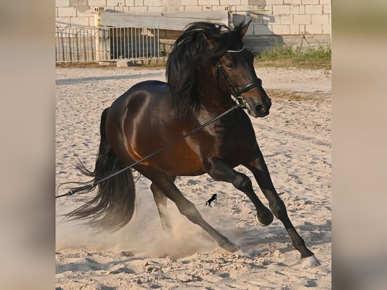 PRE Mix Stallone 6 Anni 167 cm Baio scuro in Waiblingen
