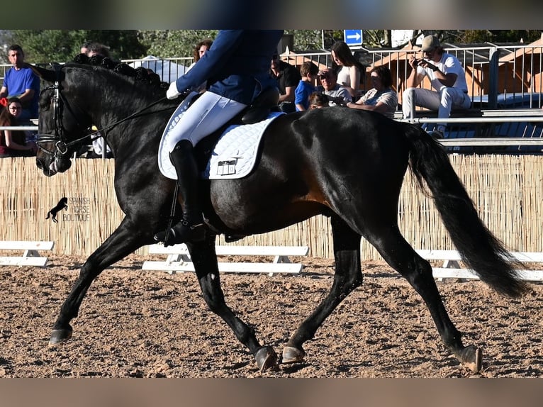 PRE Mix Stallone 6 Anni 167 cm Baio scuro in Waiblingen