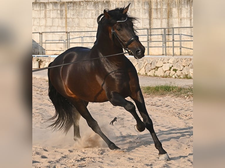 PRE Mix Stallone 6 Anni 167 cm Baio scuro in Waiblingen