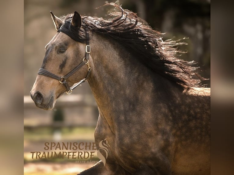 PRE Mix Stallone 6 Anni 167 cm Falbo in Traventhal