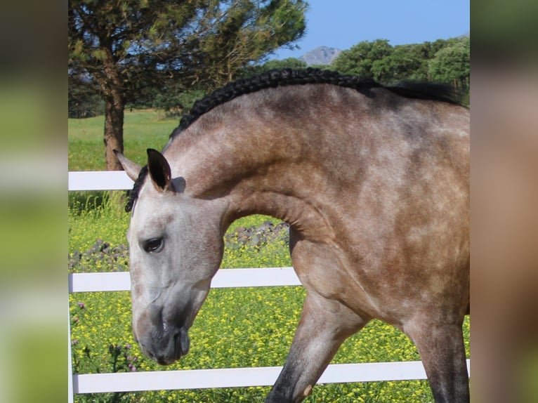 PRE Mix Stallone 6 Anni 167 cm Grigio in Malaga