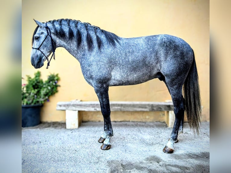 PRE Mix Stallone 6 Anni 167 cm Grigio pezzato in Sevilla