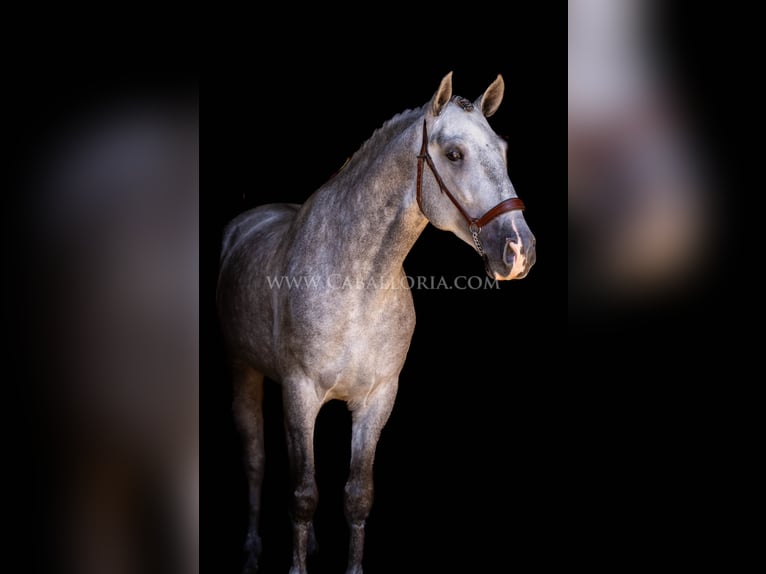 PRE Stallone 6 Anni 167 cm Grigio pezzato in Rafelguaraf