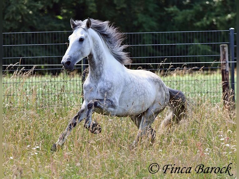 PRE Stallone 6 Anni 168 cm Grigio in Wiebelsheim
