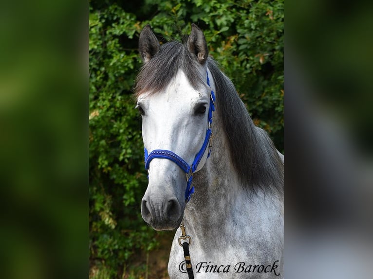 PRE Stallone 6 Anni 168 cm Grigio in Wiebelsheim