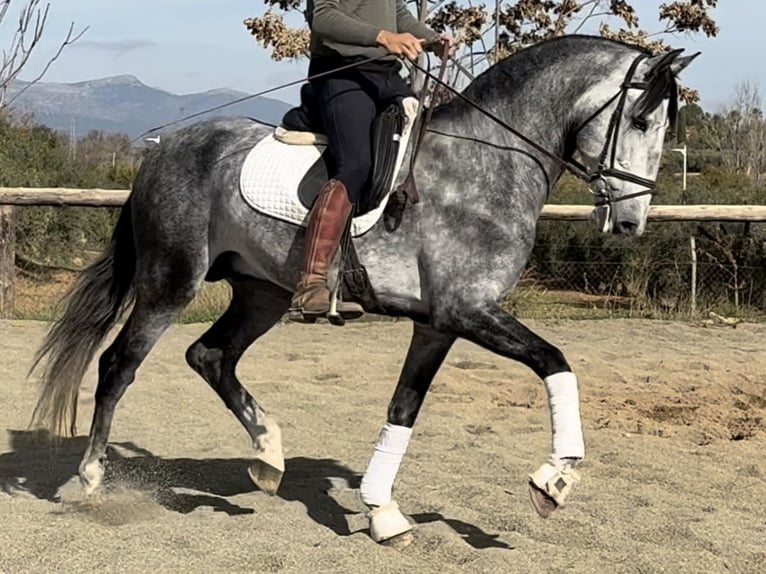 PRE Mix Stallone 6 Anni 168 cm Grigio in Coín, Malaga