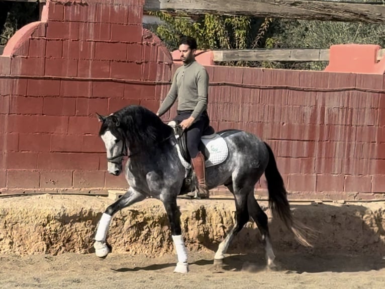 PRE Mix Stallone 6 Anni 168 cm Grigio in Coín, Malaga