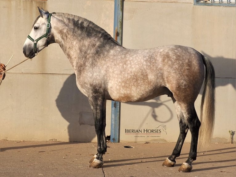 PRE Mix Stallone 6 Anni 168 cm Grigio in Navas Del Madroño