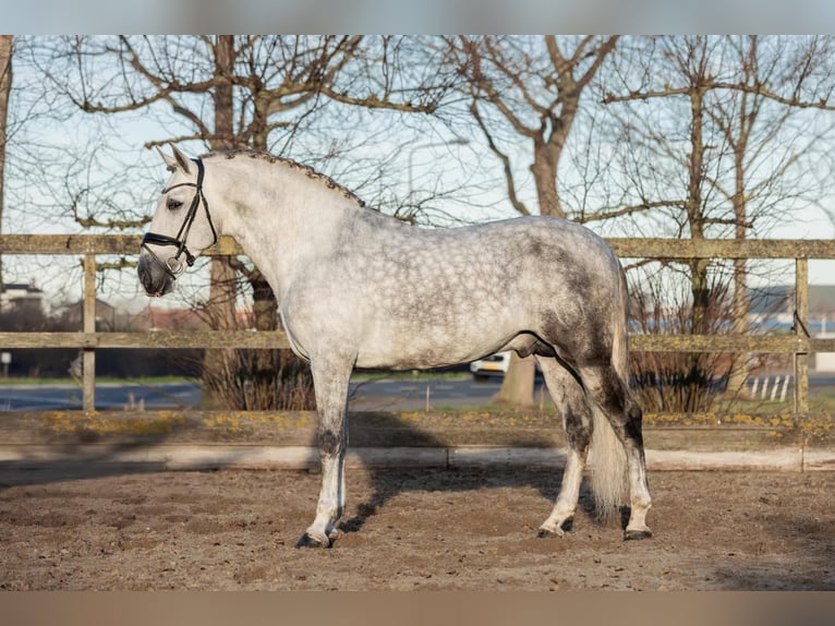 PRE Stallone 6 Anni 168 cm Grigio in Poeldijk