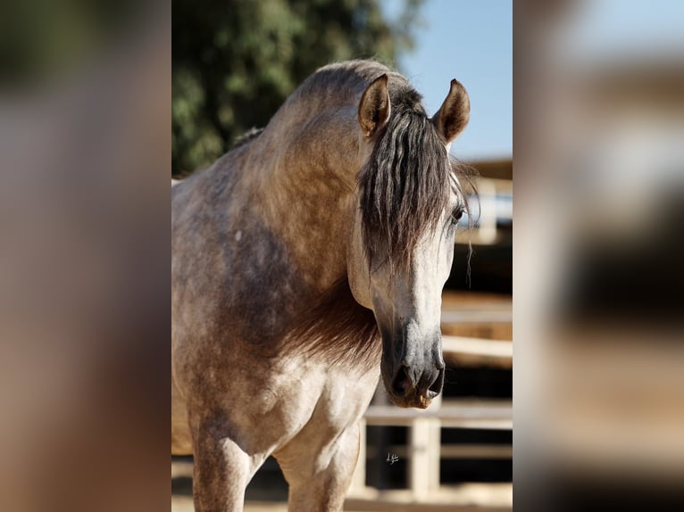 PRE Stallone 6 Anni 168 cm Grigio in Poeldijk