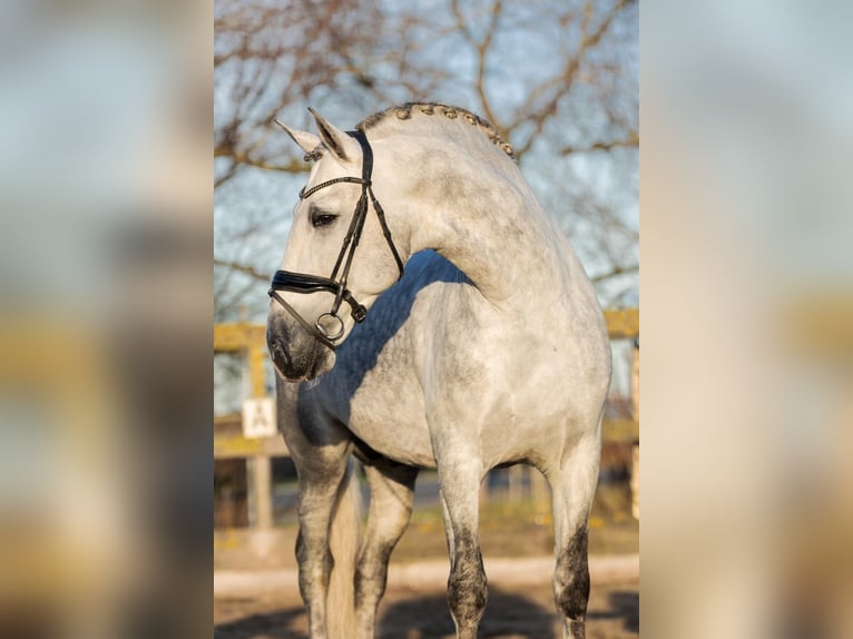 PRE Stallone 6 Anni 168 cm Grigio in Poeldijk