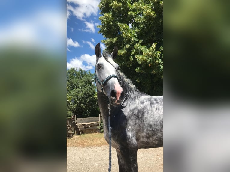 PRE Mix Stallone 6 Anni 168 cm Grigio in Promano