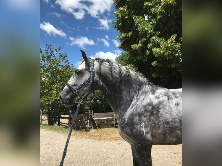 PRE Mix Stallone 6 Anni 168 cm Grigio in Promano