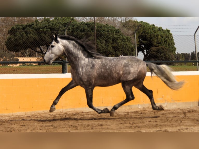 PRE Mix Stallone 6 Anni 168 cm Grigio pezzato in Hamburg