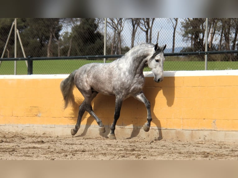 PRE Mix Stallone 6 Anni 168 cm Grigio pezzato in Hamburg