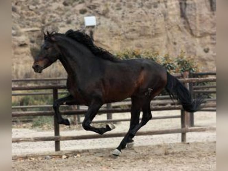 PRE Mix Stallone 6 Anni 170 cm Baio ciliegia in 29001