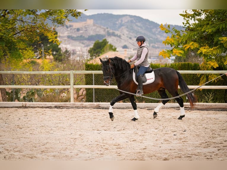 PRE Mix Stallone 6 Anni 170 cm Baio scuro in Rafelguaraf