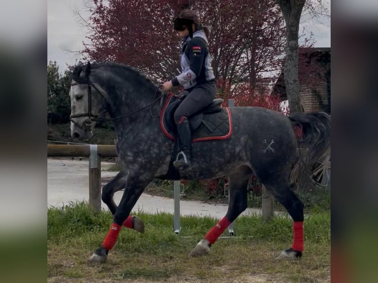 PRE Mix Stallone 6 Anni 170 cm Bianco in Morcone