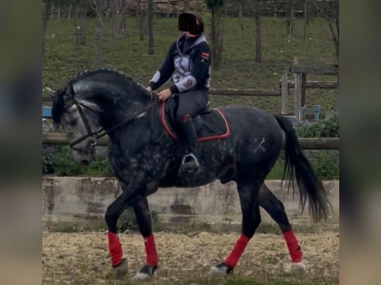 PRE Mix Stallone 6 Anni 170 cm Bianco in Morcone