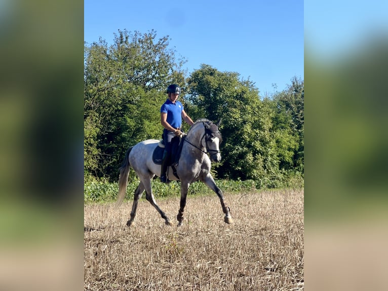 PRE Stallone 6 Anni 170 cm Grigio in Rovello porro