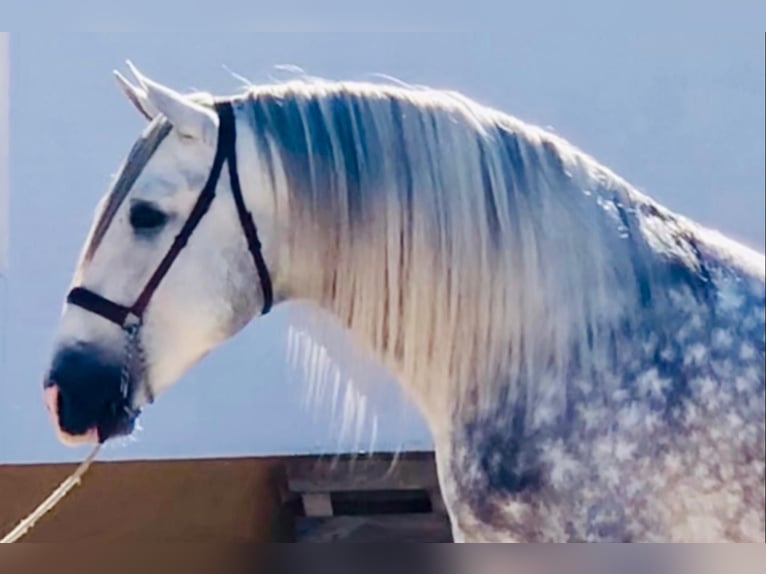 PRE Stallone 6 Anni 170 cm Grigio pezzato in Santa Perpetua de Mogoda