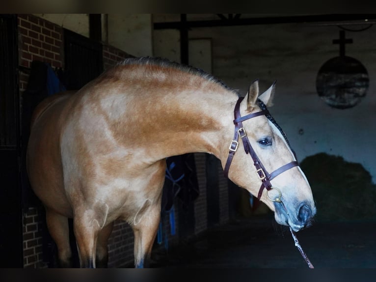 PRE Mix Stallone 6 Anni 172 cm Pelle di daino in La Cabrera