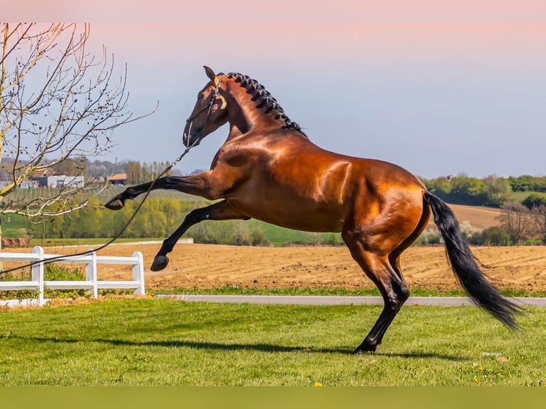 PRE Stallone 6 Anni 173 cm Baio chiaro in HEUVELLAND