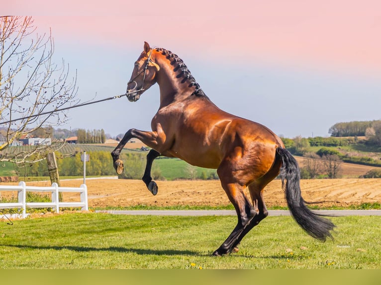 PRE Stallone 6 Anni 173 cm Baio chiaro in HEUVELLAND