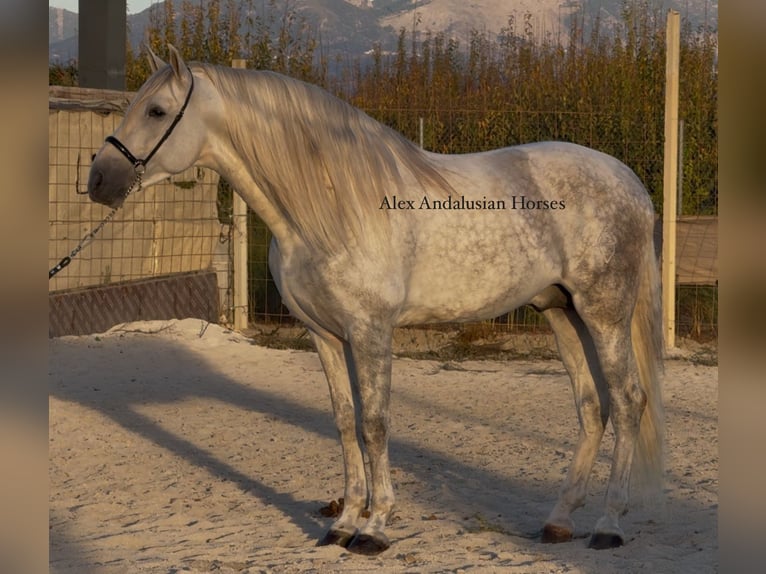 PRE Mix Stallone 6 Anni 173 cm Grigio in Sevilla