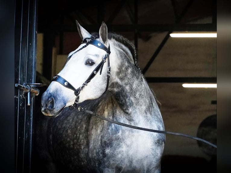 PRE Mix Stallone 6 Anni 173 cm Grigio pezzato in MADRID