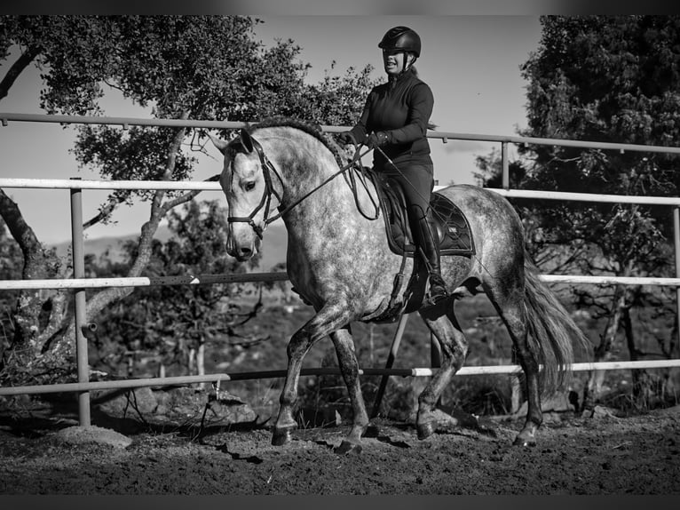 PRE Mix Stallone 6 Anni 173 cm Grigio pezzato in MADRID