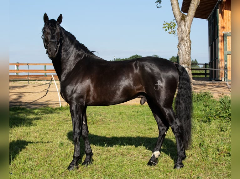 PRE Stallone 6 Anni 173 cm Morello in Vilshofen