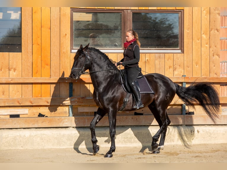 PRE Stallone 6 Anni 173 cm Morello in Vilshofen