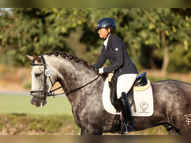 PRE Mix Stallone 6 Anni 182 cm Grigio in La Puebla Del Rio