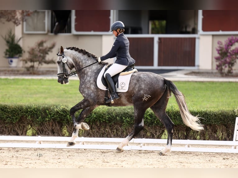 PRE Mix Stallone 6 Anni 182 cm Grigio in La Puebla Del Rio