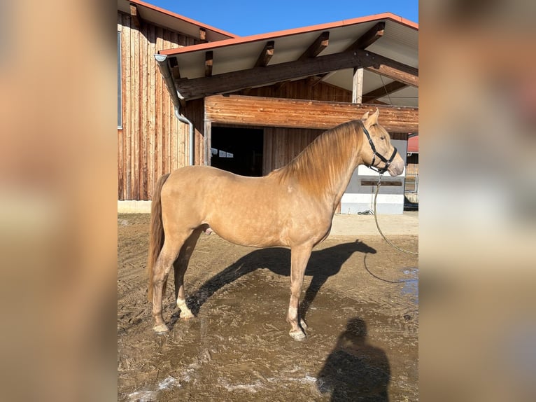 PRE Mix Stallone 7 Anni 156 cm Pearl in Grabenstätt