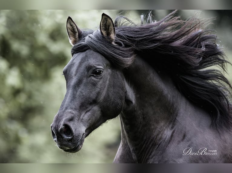 PRE Stallone 7 Anni 157 cm Morello in Jülich