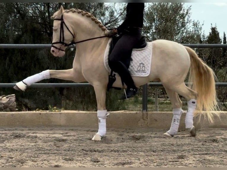 PRE Mix Stallone 7 Anni 157 cm Perlino in Alicante