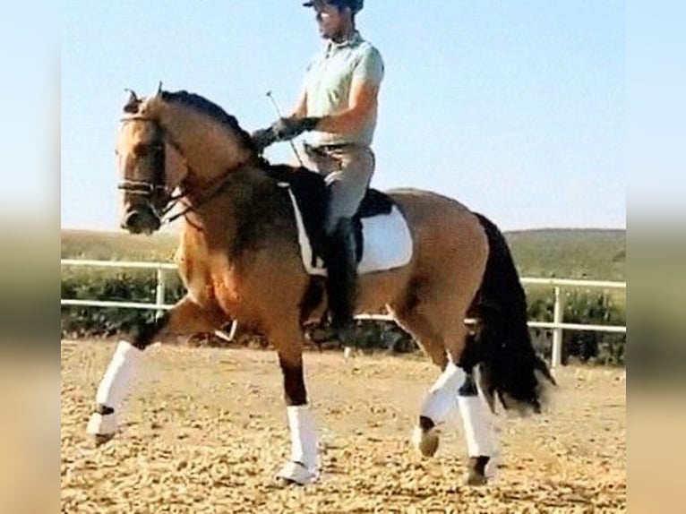 PRE Stallone 7 Anni 158 cm Pelle di daino in Sevilla