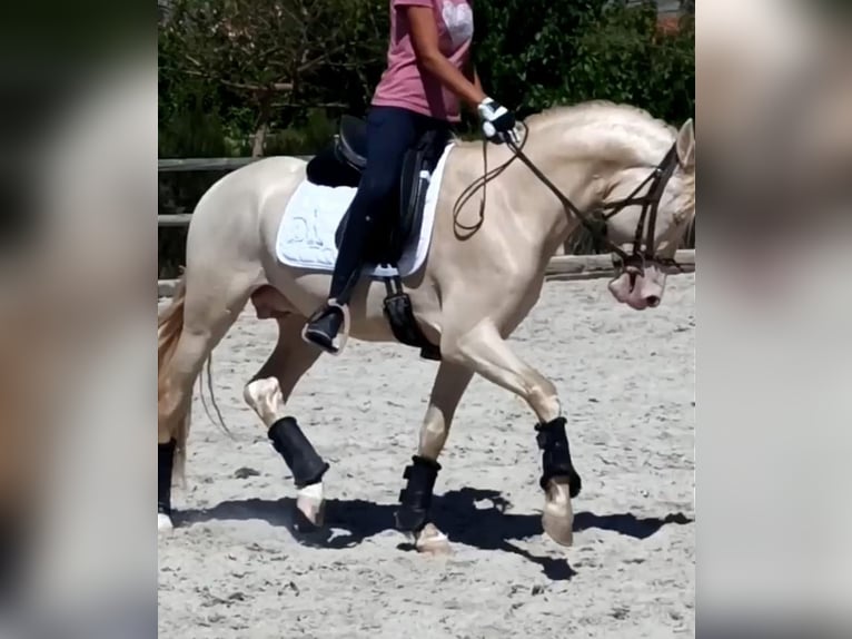 PRE Mix Stallone 7 Anni 160 cm Cremello in Martfeld